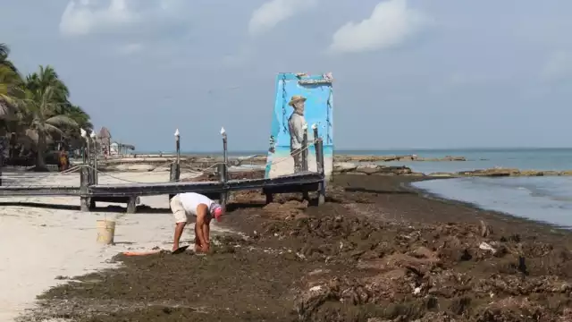 Así luce el sargazo en las playas de Holbox