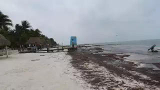 Recala sargazo en playas de Holbox por Frente Frío Número 43
