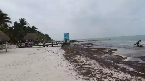 Recala sargazo en playas de Holbox por Frente Frío Número 43 Recala sargazo en playas de Holbox por Frente Frío Número 43