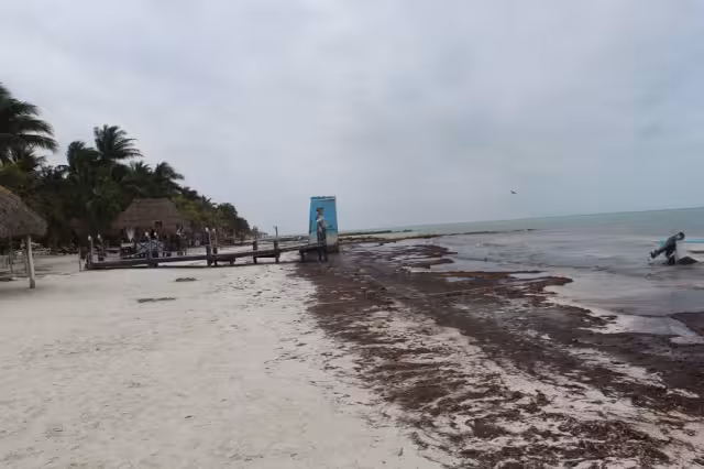 Recala sargazo en playas de Holbox por Frente Frío Número 43