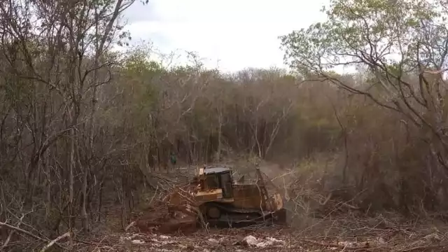 Funcionarios ambientalistas advierten que es urgente el detener las actividades destructivas que afectan al medio ambiente, y dejar de usar pesticidas