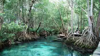 La aventura te espera en los manglares de 'Dzinitun' en Celestún