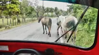  Alertan en Palizada por caballos en carretera   