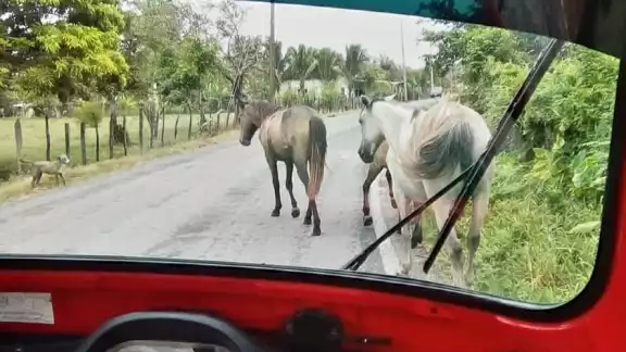 Los animales entran a los potreros y se comen los cultivos, mientras que un mototaxista reporta que se le atravesaron. Los animales entran a los potreros y se comen los cultivos, mientras que un mototaxista reporta que se le atravesaron.