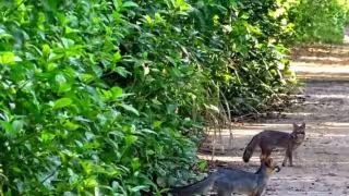 Avistamiento inusual de ejemplares de zorro gris generó sorpresa en el sur de Quintana Roo