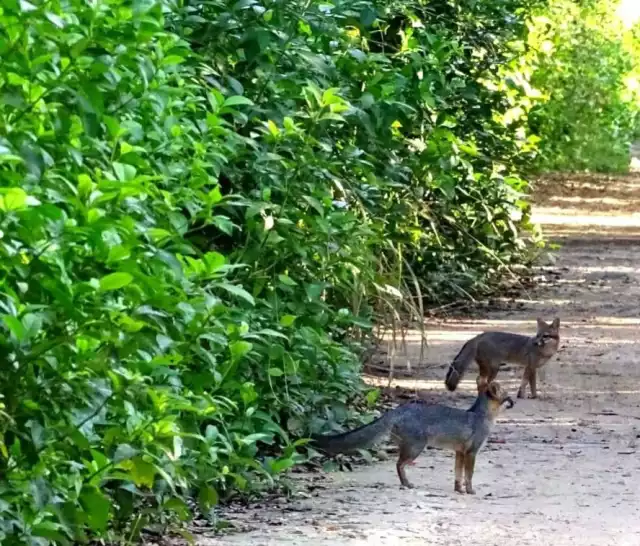 El zorro gris, o zorro yucateco, como también es conocido, actualmente se encuentra es un estado de vulnerabilidad