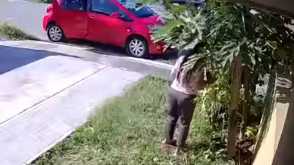 La mujer repetidas veces roba uno por uno los frutos del árbol usando sólo las manos para ello