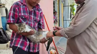 Vacunación antirrábica gratuita en Campeche este jueves: Horarios, municipios y puntos de aplicación