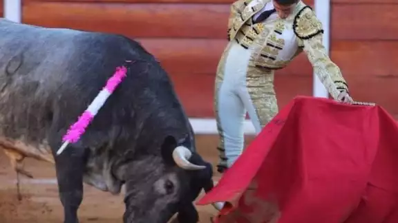 Activistas en favor de los animales quieren que los Torneos de Lazo se dejen de celebrar en Mérida y evitar el maltrato a los toros Activistas en favor de los animales quieren que los Torneos de Lazo se dejen de celebrar en Mérida y evitar el maltrato a los toros
