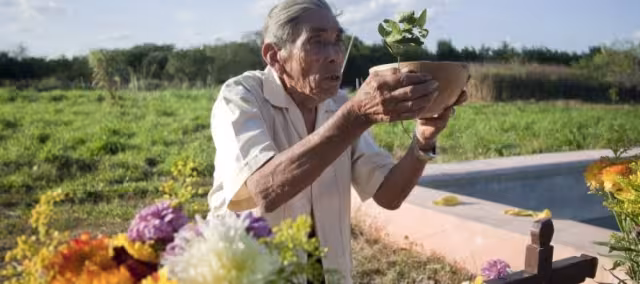 En la cultura local, el elixir se utiliza como ofrenda durante las fases de la milpa; desde la medición del terreno, la tumba, la quema, la siembra y la cosecha