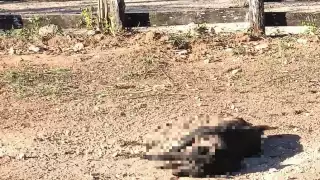 Los perros llevaban varios días muertos