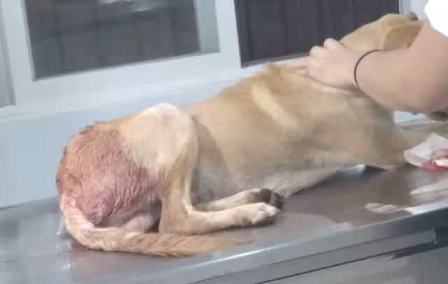 Continúan los casos de maltrato animal en municipios de Yucatán