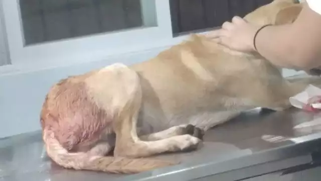 Continúan los casos de maltrato animal en municipios de Yucatán