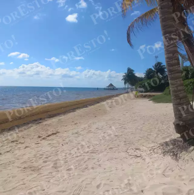 Los primeros arribos de sargazo en área norte se empezaron a percibir en el este de Cozumel, Tulum, Puerto Morelos, Playa del Carmen y Cancún