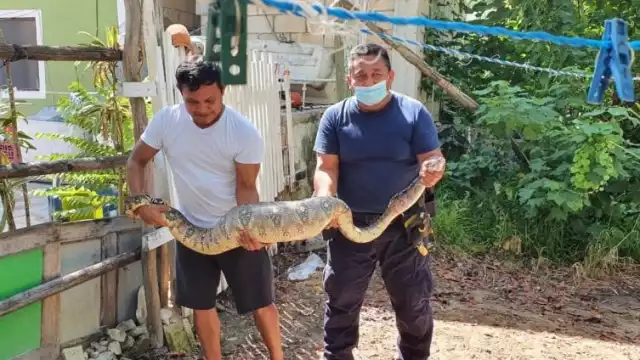 La boa fue capturada y enviada a la Zona Continental de Chiquilá