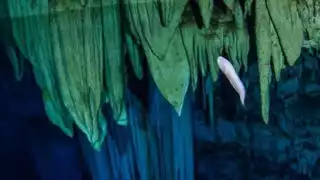 La dolina alberga ejemplares de la 'Dama Blanca', una especie endémica amenazada por agroquímicos