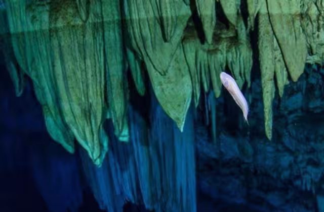 La dolina alberga ejemplares de la 'Dama Blanca', una especie endémica amenazada por agroquímicos