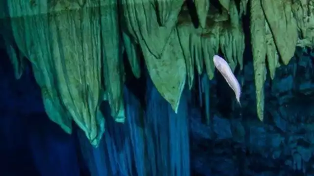 La dolina alberga ejemplares de la 'Dama Blanca', una especie endémica amenazada por agroquímicos