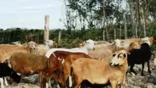 Devoran a más de una docena de borregos en la comunidad del Naranjal