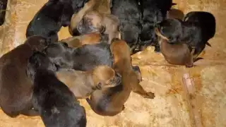 Una integrante mencionó que es inhumano lo que hacen con los animales, porque dejarlos a su suerte es muy lamentable