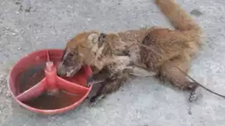 El tejón que presentaba problemas de salud fue atendido y puesto en libertad en una zona protegida
