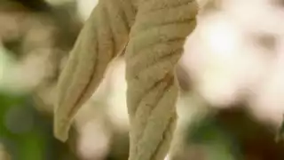 Sutub fruto usado por curanderos para aliviar infecciones respiratorias