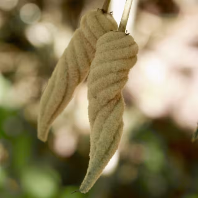 Sutub fruto usado por curanderos para aliviar infecciones respiratorias