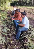 El cultivo cuenta con certificaciones nacionales e internacionales