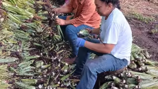 Productores indígenas cultivan 23 hectáreas de sábila orgánica en Champotón