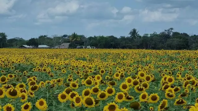 Tomaron la decisión luego de que resultaran dañados por varias personas que acudieron a visitarlos y arrancaron varias plantas
