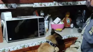 FGR realiza operativo antidrogas en Dzilam Bravo, Yucatán; hay un detenido