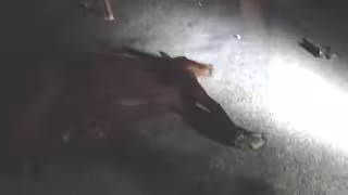 Motociclista muere al chocar contra un caballo en la carretera Escárcega-Candelaria
