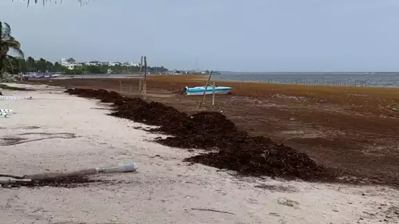 El sargazo sigue afectando a las costas de Mahahual; en días pasados recibió una gran mancha de la talofita