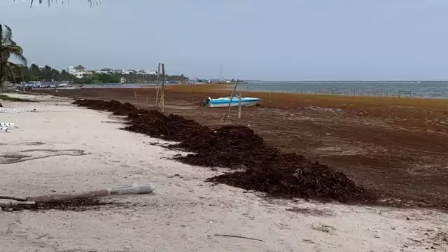 El sargazo sigue afectando a las costas de Mahahual; en días pasados recibió una gran mancha de la talofita