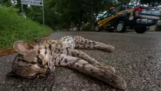 Carretera Kinchil-Celestún, zona mortal para la fauna en Yucatán