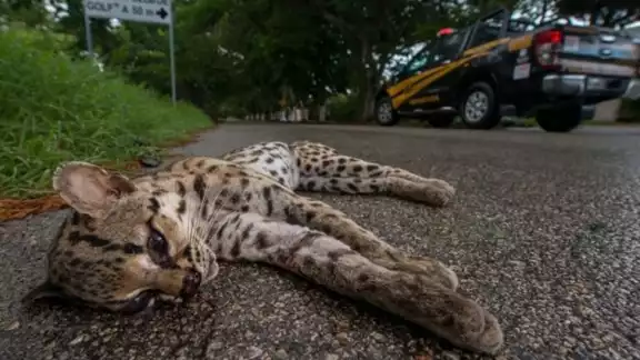 El grupo más afectado es el de herpetofauna El grupo más afectado es el de herpetofauna