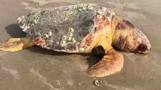 Foto: Fernando Kantún