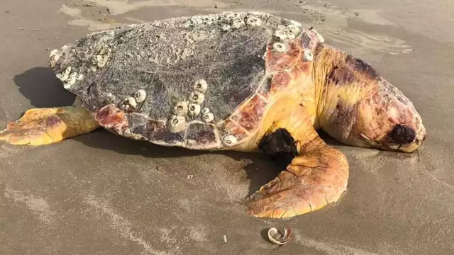 Foto: Fernando Kantún