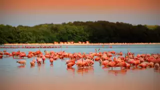 En Río Lagartos podrás contemplar el rosa de los flamingos