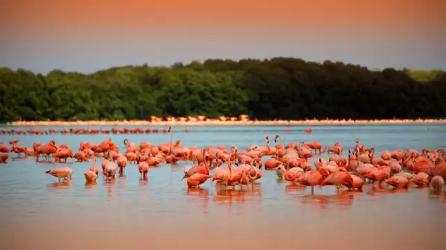 En Río Lagartos podrás contemplar el rosa de los flamingos