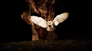 La lechuza juega un papel fundamental en el equilibrio ecológico