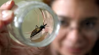 Mal de Chagas avanza en Yucatán: hasta 60 mil personas portarían el parásito  y la mayoría no lo sabe
