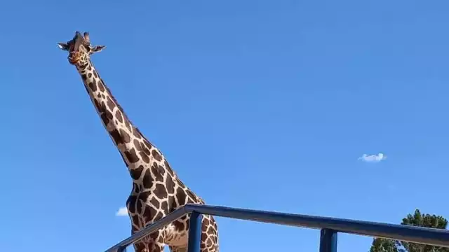 La jirafa Benito podrá tener una buena vida en Africam Safari