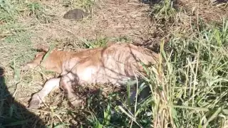 Cazadores furtivos matan becerro en rancho de Tixcancal, alertan a propietarios