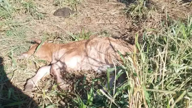 En Tixcancal, Tizimín, cazadores furtivos ingresaron a un rancho y mataron a un becerro.