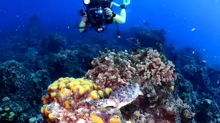 Activistas señalan a Prodeces por presuntos daños contra el arrecife Villablanca en Cozumel