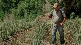 Reportan una mejora en el aprovechamiento de la agricultura