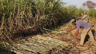 Han logrado cumplir con expectativas de producción industrial y de los propios cañeros