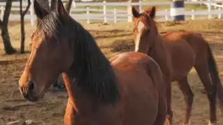 Los caballos se encontraban hacinados en un fraccionamiento de Tonalá
