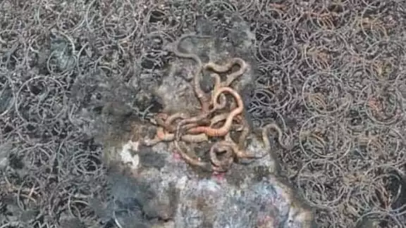 Los animales murieron quemados por el fuego y agua caliente que la familia usó